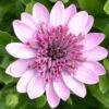 3D Pink Osteospermum Plant -Annual Plants Popular Shop 3d pink osteospermum plant 1947 detail