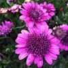 3D Purple Osteospermum Plant -Annual Plants Popular Shop 3d purple osteospermum plant 270 detail