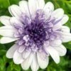 4D™ Silver Osteospermum Plant -Annual Plants Popular Shop 4d silver osteospermum plant 926 detail