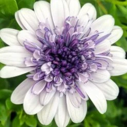 4D™ Silver Osteospermum Plant