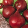 Red Wing Onion -Annual Plants Popular Shop Redwing Onion Plant M