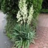 Adams Needle Yucca (Spoonleaf) -Annual Plants Popular Shop adams needle yucca plant 86 detail