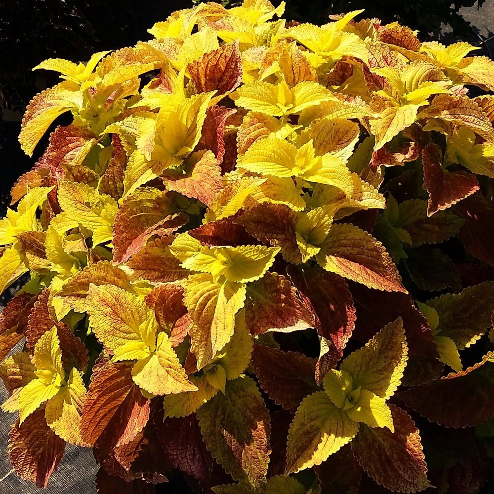 Alabama Coleus Plant 3 Alabama Coleus Plant