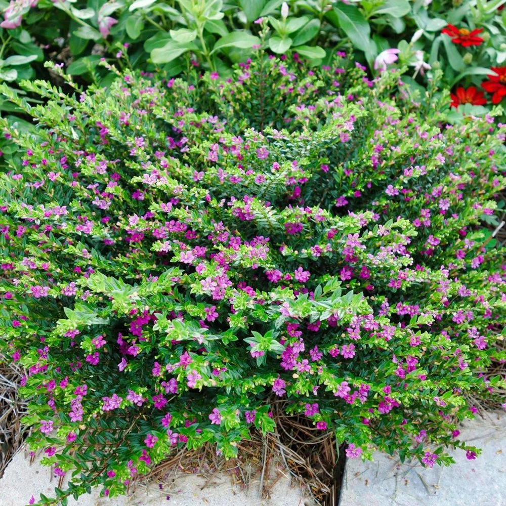 Allyson Lavender Cuphea Plant 3 Allyson Lavender Cuphea Plant