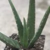 Aloe Vera -Annual Plants Popular Shop aloe vera plant for sale 1410 detail