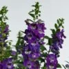 Alonia™ Big Blue Angelonia
