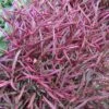 Burgundy Thread Alternanthera Plant -Annual Plants Popular Shop alternanthera burgundy thread plant 2315 detail