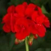 Americana™ Bright Red Zonal Geranium Plant 2 Americana™ Bright Red Zonal Geranium Plant -Annual Plants Popular Shop americana bright red geranium plant 354 detail