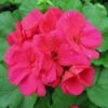 Americana™ Cherry Rose Zonal Geranium Plant -Annual Plants Popular Shop americana cherry rose geranium plant 1345 detail