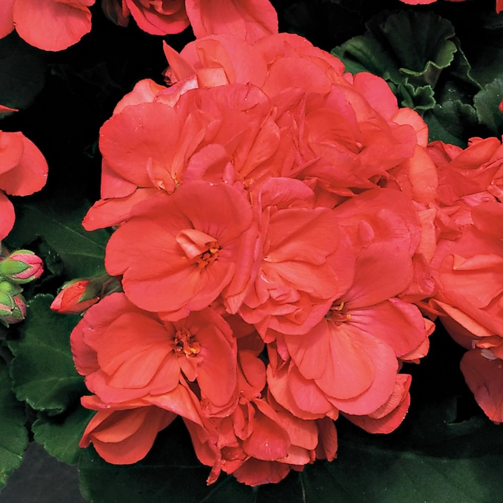 Americana™ Coral Zonal Geranium Plant 3 Americana™ Coral Zonal Geranium Plant