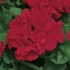 Americana™ Dark Red Zonal Geranium Plant -Annual Plants Popular Shop americana dark red geranium plant 1153 detail