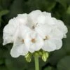 Americana™ White Zonal Geranium Plant -Annual Plants Popular Shop americana white geranium plant 309 detail