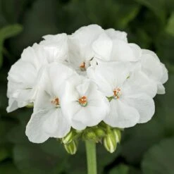 Americana™ White Zonal Geranium Plant