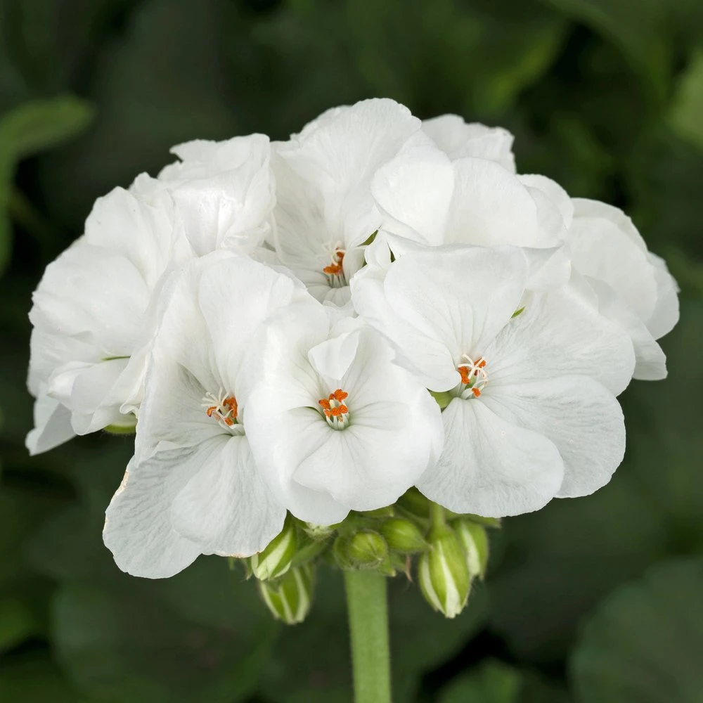 Americana™ White Zonal Geranium Plant 3 Americana™ White Zonal Geranium Plant