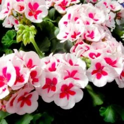 Americana™ White Splash Zonal Geranium Plant