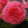 AmeriHybrid® Ruffled Pink Tuberous Begonia Plant -Annual Plants Popular Shop amerihybrid ruffled pink begonia plant 50 detail