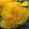 AmeriHybrid® Ruffled Yellow Tuberous Begonia Plant