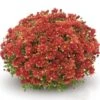 Belgian Mum® Amiko Bronze Plant -Annual Plants Popular Shop amiko bronze belgian mum plant 1431 detail