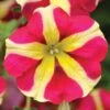 Amore™ Queen Of Hearts Petunia Plant -Annual Plants Popular Shop amore queen of hearts petunia plant 1086 detail
