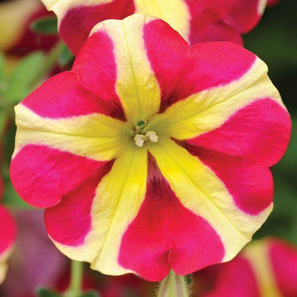 Amore™ Queen Of Hearts Petunia Plant 3 Amore™ Queen Of Hearts Petunia Plant