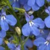 Anabel™ Blue Lobelia 2 Anabel™ Blue Lobelia -Annual Plants Popular Shop anabel blue lobelia plants 1635 detail