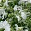 Anabel™ White Lobelia 2 Anabel™ White Lobelia -Annual Plants Popular Shop anabel white lobelia plant 1389 detail