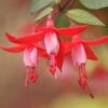 Angel Earrings® Snowfire Fuchsia Plant -Annual Plants Popular Shop angel earrings snowfire plant 2267 detail