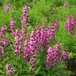 Serenita® Raspberry Angelonia