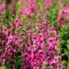 Serenita® Rose Angelonia -Annual Plants Popular Shop angelonia serenita rose plant 1961 detail