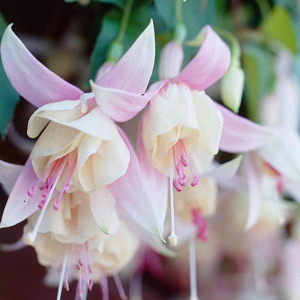 Annabelle White Fuchsia Plant 3 Annabelle White Fuchsia Plant