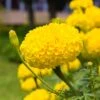Antigua™ Yellow Marigold