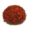 Belgian Mum® Antika Bronze Plant 2 Belgian Mum® Antika Bronze Plant -Annual Plants Popular Shop antika bronze belgian mums plant 91 detail