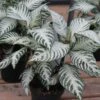 Aphelandra Snow White -Annual Plants Popular Shop aphelandra snow white plants 1304 detail