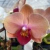 Apricot Phalaenopsis Orchid 2 Apricot Phalaenopsis Orchid -Annual Plants Popular Shop apricot phalaeonopsis orchid plant 841 detail