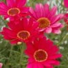 Grandaisy® Dark Pink Argyranthemum -Annual Plants Popular Shop argyanthemum grandaisy dark pink plant 590 detail