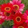 Grandaisy® Red Improved Argyranthemum 2 Grandaisy® Red Improved Argyranthemum -Annual Plants Popular Shop argyanthemum grandaisy red improved plants 1091 detail
