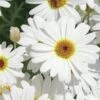 Grandaisy® White Argyranthemum -Annual Plants Popular Shop argyanthemum grandaisy white improved plants 2268 detail