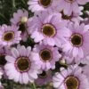 Grandaisy® Pink Halo Argyranthemum -Annual Plants Popular Shop argyranthemum grandaisy pink halo plant 1066 detail