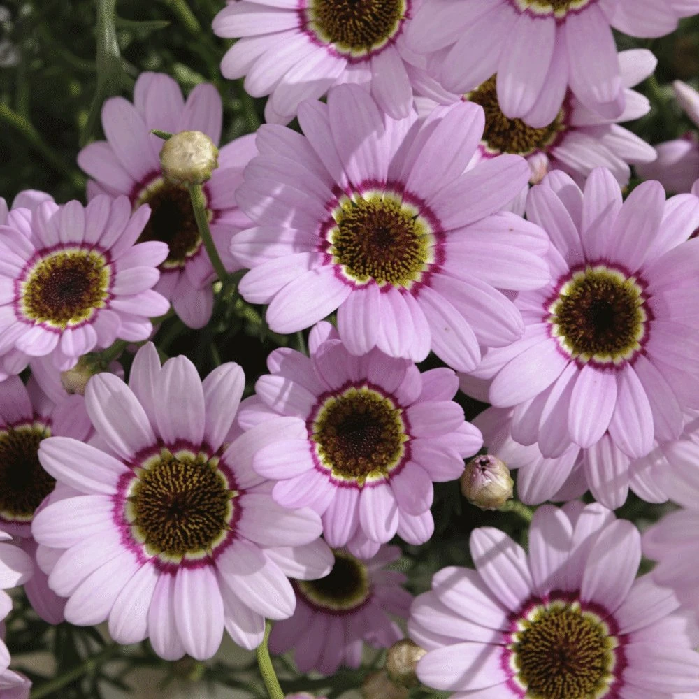 Grandaisy® Pink Halo Argyranthemum 3 Grandaisy® Pink Halo Argyranthemum