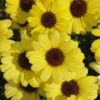 Grandaisy® Yellow Argyranthemum -Annual Plants Popular Shop argyranthemum grandaisy yellow plants 2073 detail