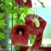 Brazilian Dutchman's Pipe -Annual Plants Popular Shop aristilocia gigantia plants 2158 detail