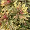 Ascot Rainbow Euphorbia (Spurge) 1 Ascot Rainbow Euphorbia (Spurge) -Annual Plants Popular Shop ascot rainbow euphorbia plant 2327 detail