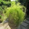 Sprengeri Asparagus Fern Plant -Annual Plants Popular Shop asparagus fern sprengeri plant 2187 detail
