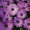Asti™ Lavender Shades Osteospermum Plant -Annual Plants Popular Shop asti lavender shades osteospermum plant 725 detail