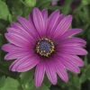 Asti™ Purple Osteospermum Plant -Annual Plants Popular Shop asti purple osteospermum plant 476 detail