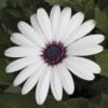Asti™ White Osteospermum Plant 1 Asti™ White Osteospermum Plant -Annual Plants Popular Shop asti white osteospermum 167 detail
