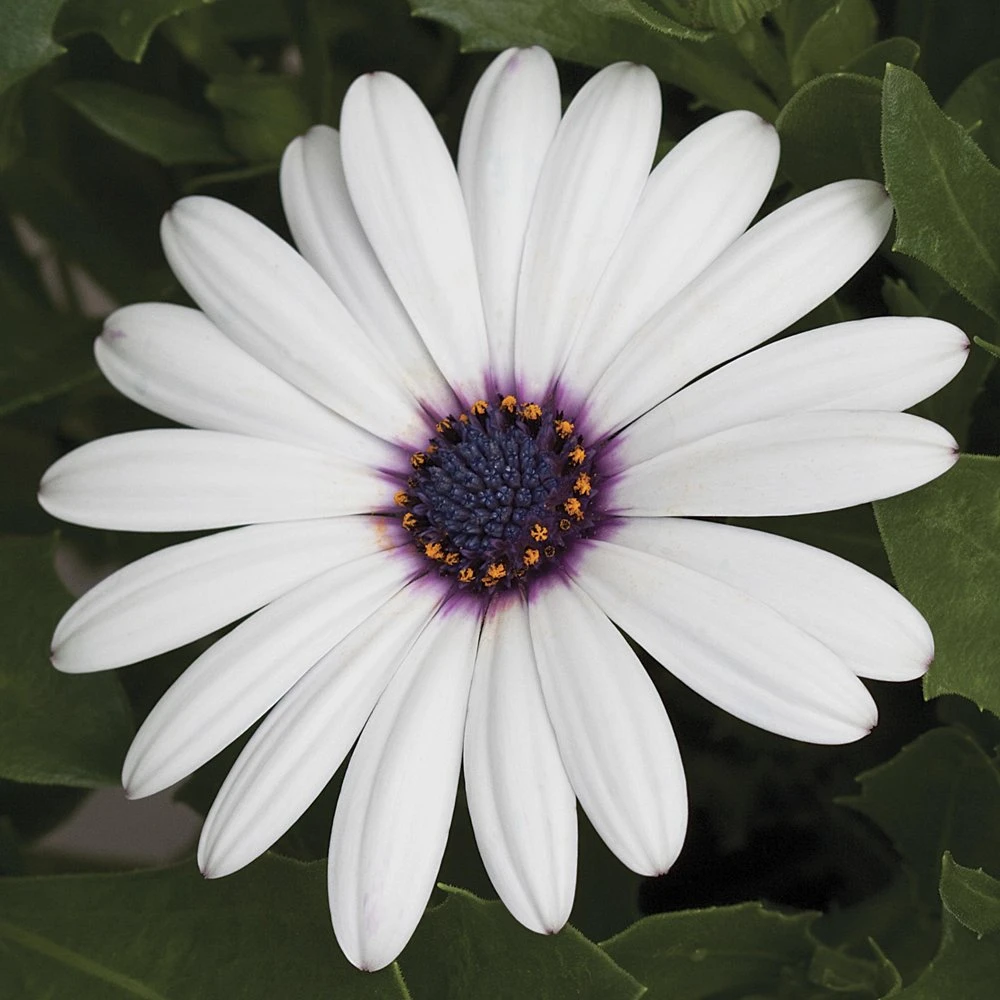Asti™ White Osteospermum Plant 3 Asti™ White Osteospermum Plant