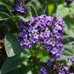 Atlanta Heliotrope Plant