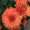 Autumn Delight Perennial Mum Plant -Annual Plants Popular Shop autumn delight perennial mum plant 1254 detail