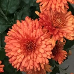 Autumn Delight Perennial Mum Plant